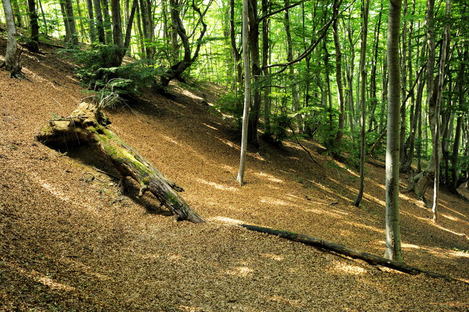 gr10 Pyrénées - Forêt hêtres